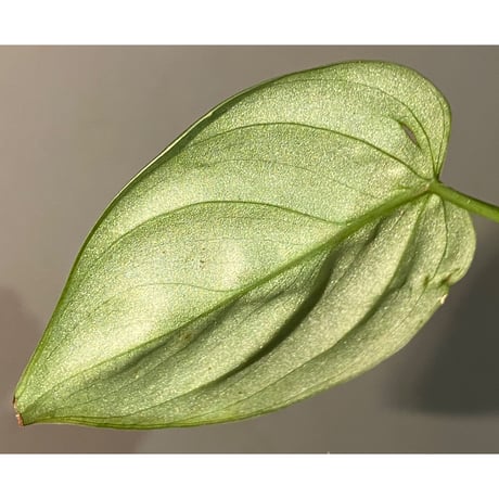 Philodendron sp. from Ecuador