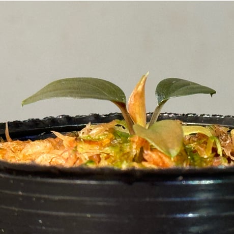 Homalomena sp."赤鉄鉱” from Kepulauan Riau [SGP import] KZT