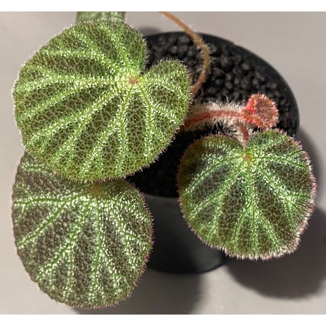 Begonia ningmingensis var. bella