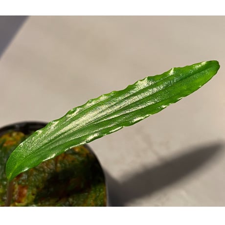 Homalomena sp. "Green" from Sulawesi [LA]