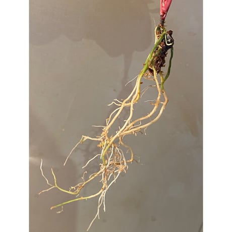 Homalomena sp. "Imperial Japanese Navy" from Resum P.Lingga [AZ0517-11]