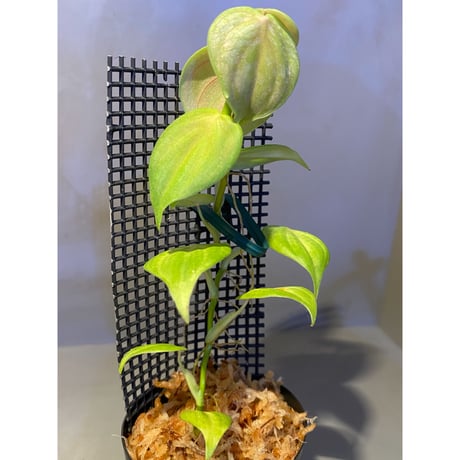 Philodendron sp. from Iquitos Peru [tanakay]