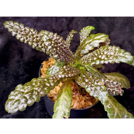 Nautilocalyx pemphidius