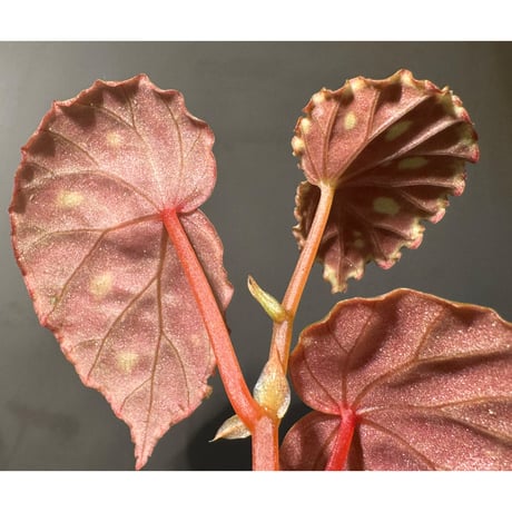 Begonia sp. from Borneo