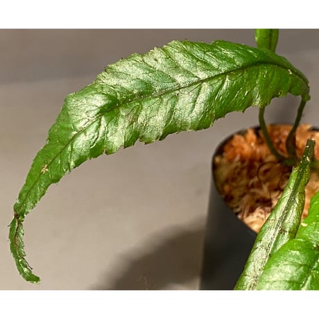 Microsorum sp. "Natuna" [Grow aquarium] ①