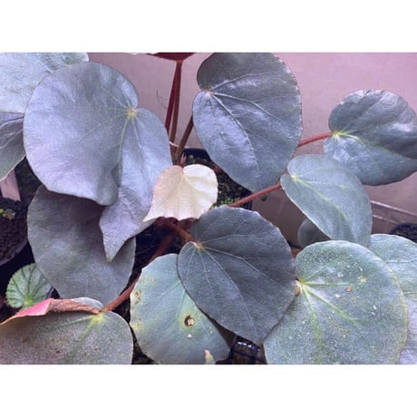 Begonia sp. f1 from Sumatera [NT ORCHID]