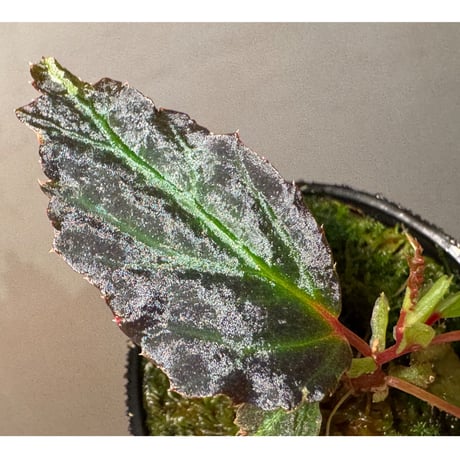 Begonia sp. from Kapuas hulu