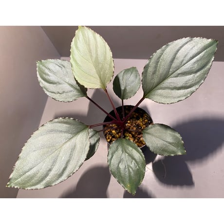 Homalomena 'Rec1-29' K0718-f1 [KZT]