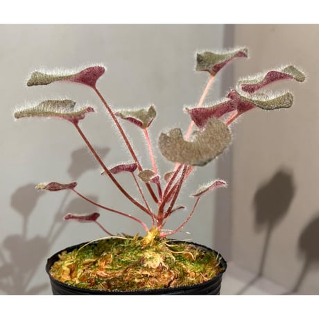 Sonerila dongnathamensis [LA]