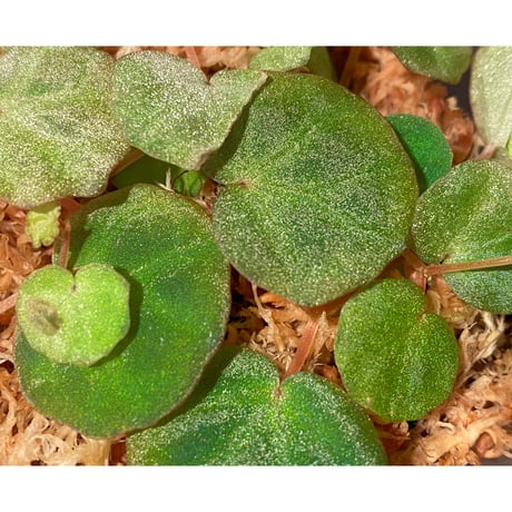 Begonia lichenora (sp.Mini) from Kalimantan Sarawak border [LA]