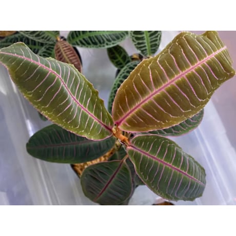Labisia sp. from Riau sumatera
