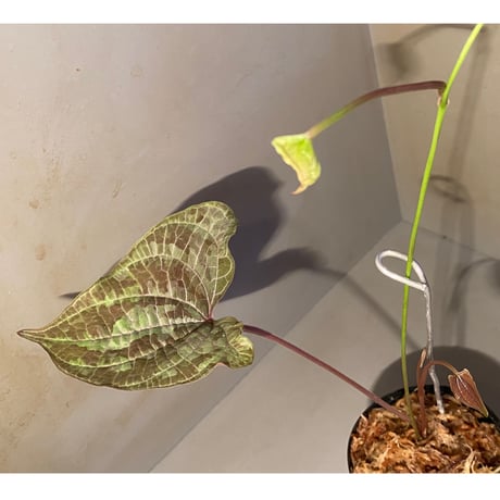 Dioscorea dodecaneura (discolor) from Ecuador