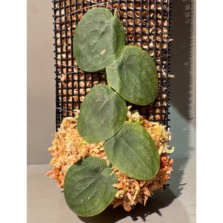 Pothos barberianus from Kapuas fulu West Kalimantan
