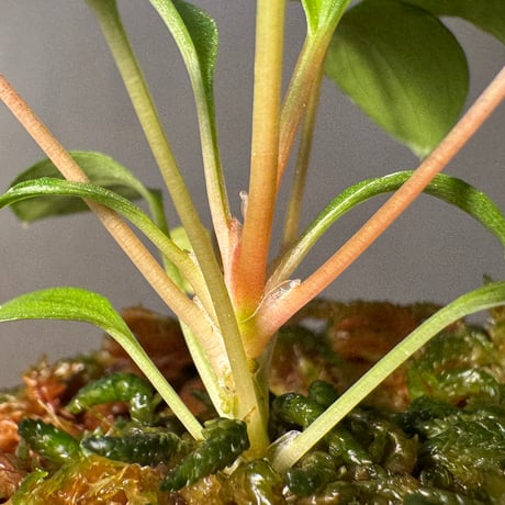 Homalomena sp. from Tambunan [TK200217]