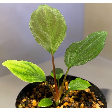 Homalomena sp. from Selangor