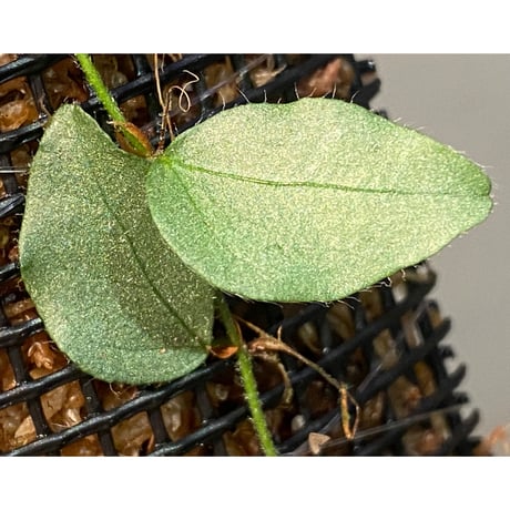 Ficus sp. "Muara wahau" white Kalimantan timur [TB]