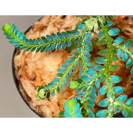 Selaginella willdenowii "variegata" 伊藤蟻植物農園 ④