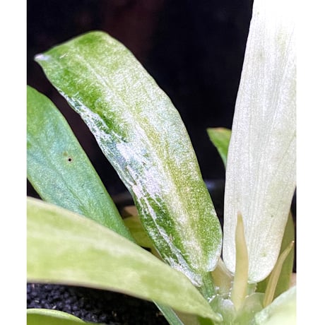 Schismatoglottis sp. "初霜錦" from Murung raya [LA0515-05]