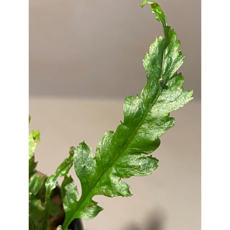 Microsorum sp. Short Dragon Tail