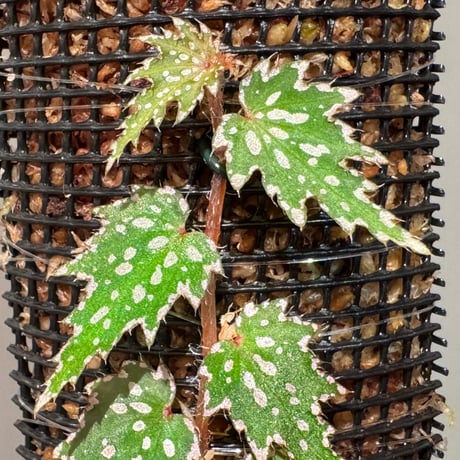 Begonia sp. from Luzon Aurora Philippines 標高500m付近　[KSB]