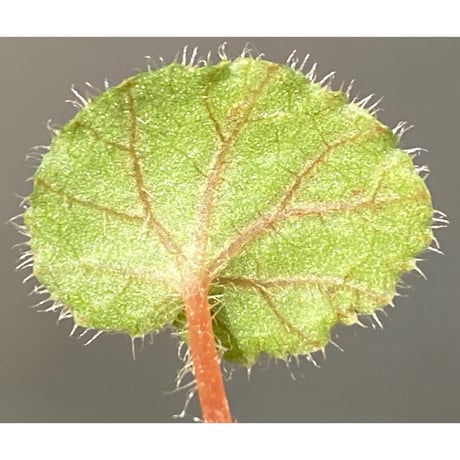 Begonia austroguangxiensis