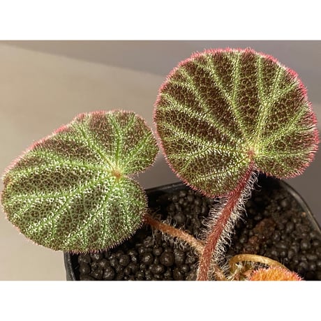 Begonia ningmingensis var. bella