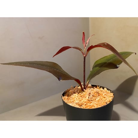 Medinilla sp. from Irian Jaya Papua
