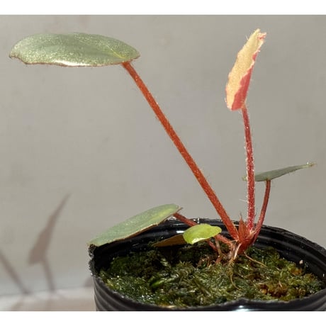 Begonia sp. f1 from Sumatera [NT ORCHID]