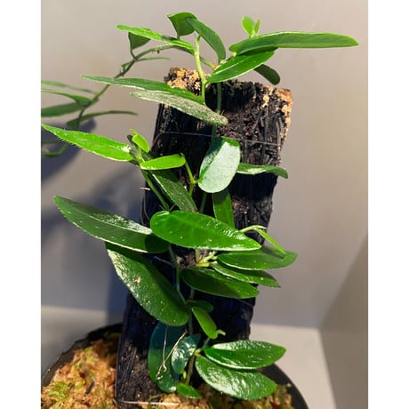 Ficus sp. from Bau