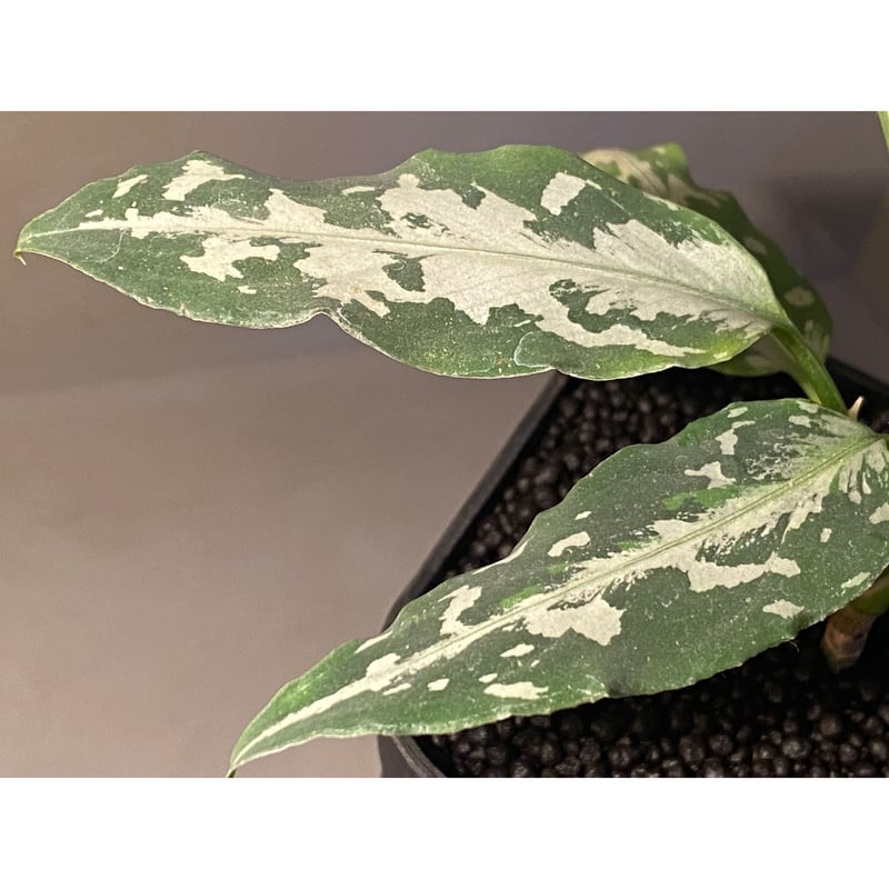 Aglaonema pictum tricolor 