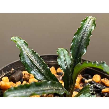 Bucephalandra sp. "MEDUSA"