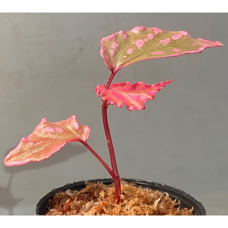 Begonia sp. "Crazy pink" from Lampung sumatera [LA1118-03]