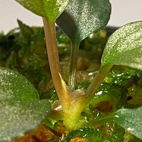 Homalomena sp. Red "Sabah-6" [R0515-03a]