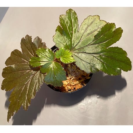 Begonia Hyb. (Halmahera × Aceh)