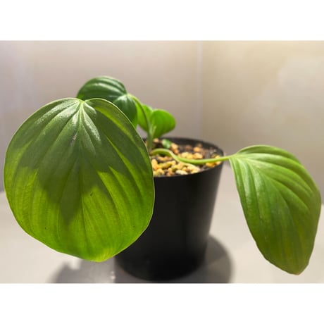 Homalomena sp. "Aceh selatan" from Aceh sumatera [TB]