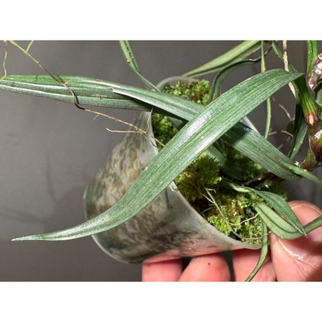 Freycinetia sp. from Borneo [KZT]