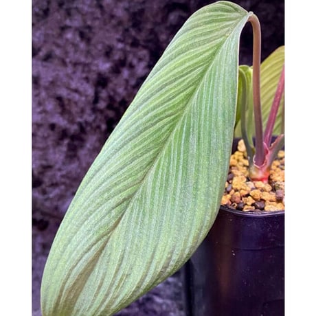 Homalomena plicata "Aceh selatan" Aceh Sumatra [TB]