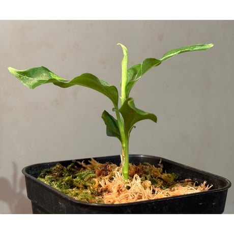 Aglaonema pictum [LA0915-z-s-11]