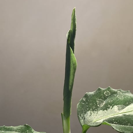 Aglaonema pictum”Knights of The Zodiac”IBU from Sibolga timur [AZ1015-2a]