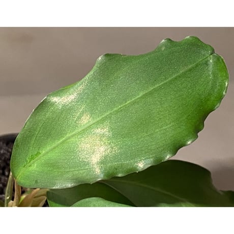 (大株) Bucephalandra sp. Green wavy broad reaf [トロピカ社] ②