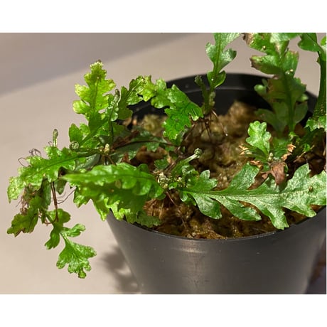 Microsorum sp. Short Dragon Tail