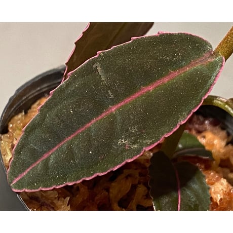 Labisia sp. "Sumatera Pink"