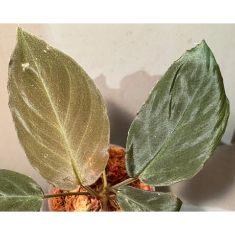 Homalomena sp. from Sarawak Borneo [KSB]