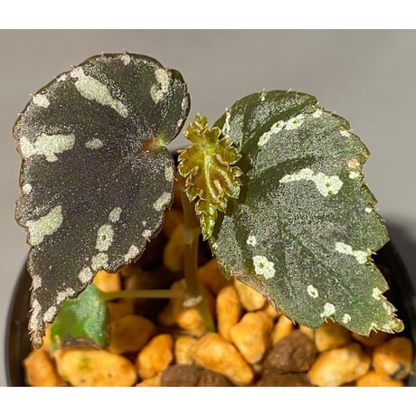 Begonia sp. from North Toraja [S0919-06] 伊藤蟻植物農園