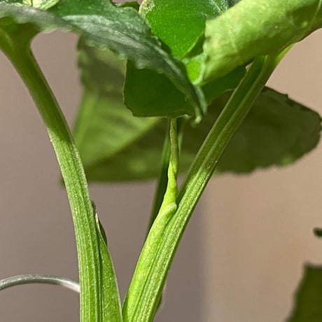 Syngonium wendlandii