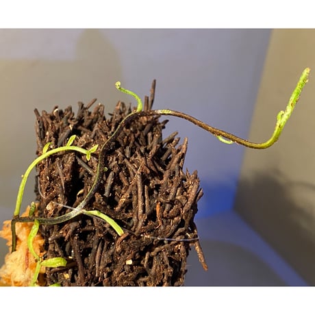 Teratophyllum ludens from Selangor Malaysia