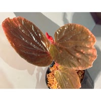 Begonia sp. from Kapuas hulu West Kalimantan