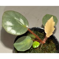 Begonia sp. f1 from Sumatera [NT ORCHID]