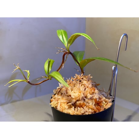 Medinilla sp. from Bukidnon 1.300m Mindanao Philippines