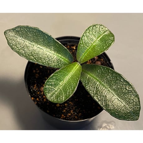 Ophiorrhiza sp. from Sanggau